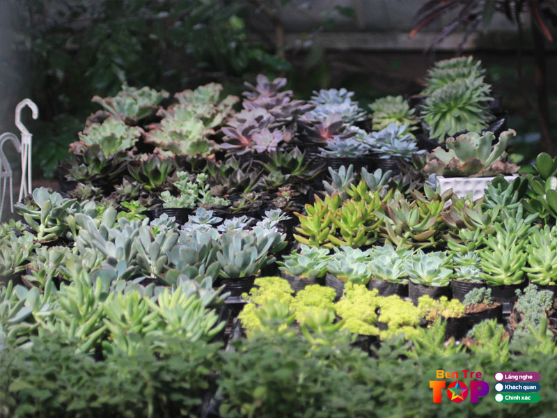 cay-canh-huy-hoang-bentretoplist