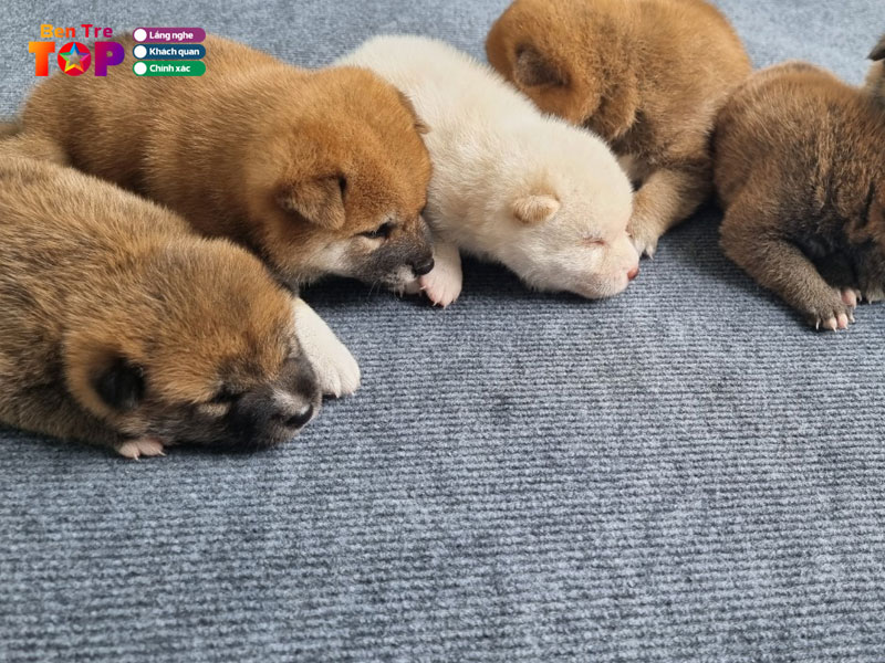 cho-canh-thanh-tung-bentretoplist