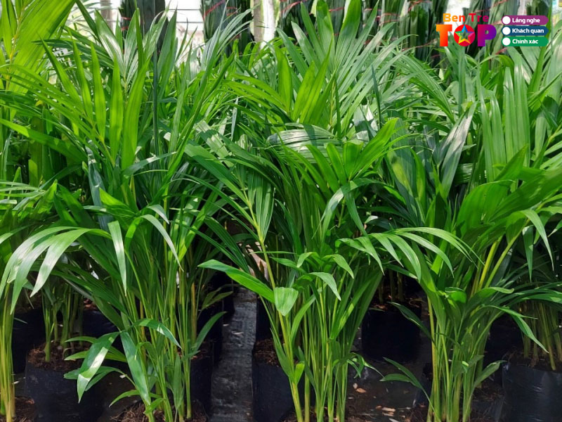 dream-garden-bentretoplist