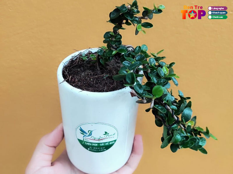 moc-garden-bentretoplist