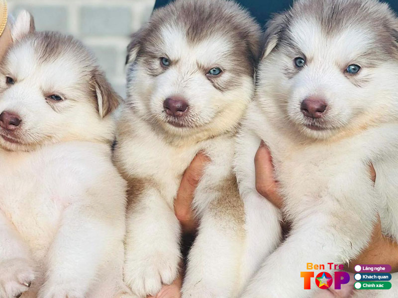 Nhung-luu-y-khi-mua-cho-canh-tai-cac-cua-hang-bentretoplist