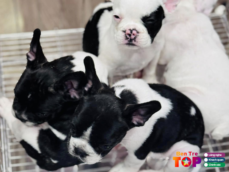 Pet-shop-ben-tre-bentretoplist