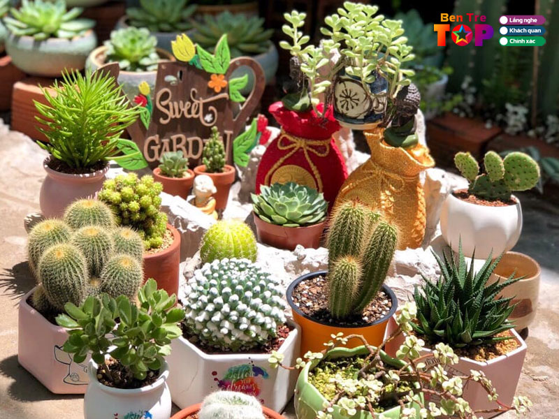 sen-da-cay-canh-huyen-thao-bentretoplist