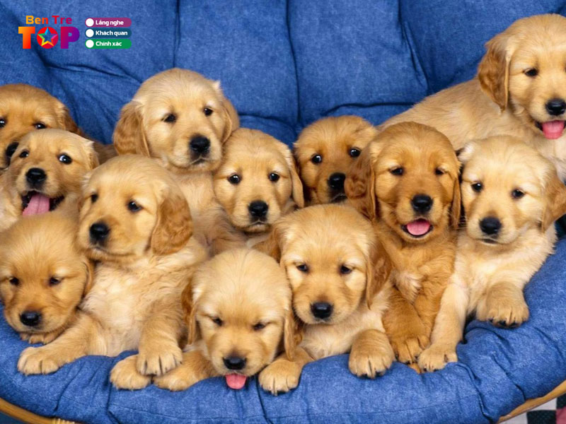 the-dog-shop-bentretoplist