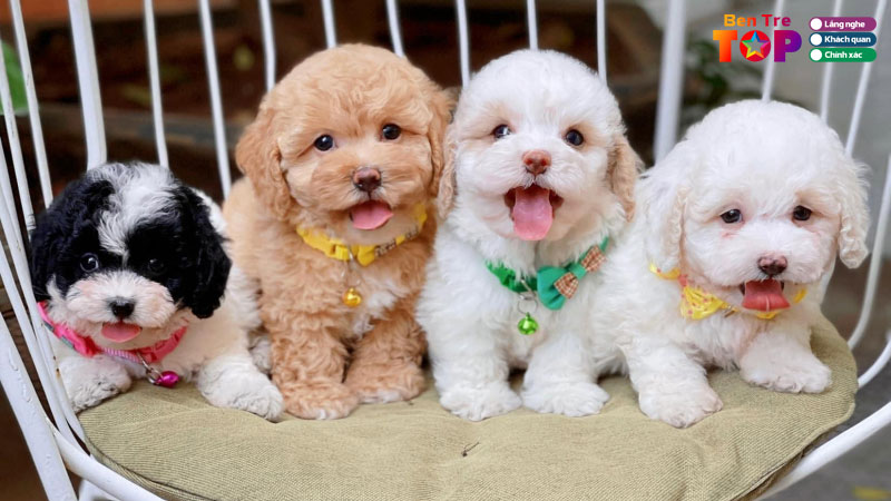 top-5-dia-chi-ban-cho-canh-o-ben-tre-uy-tin-da-dang-bentretoplist