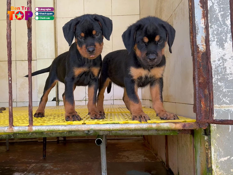 trai-cho-thien-phuc-bentretoplist