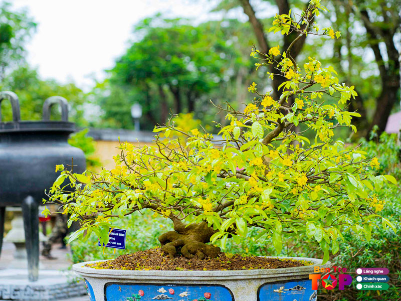 vuon-mai-kieng-phuoc-ninh-bentretoplist