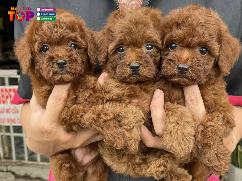 bb-pet-family-bentretoplist