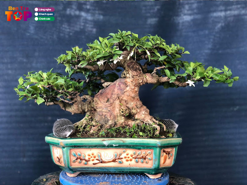 bonsai-anh-cai-mon-bentretoplist