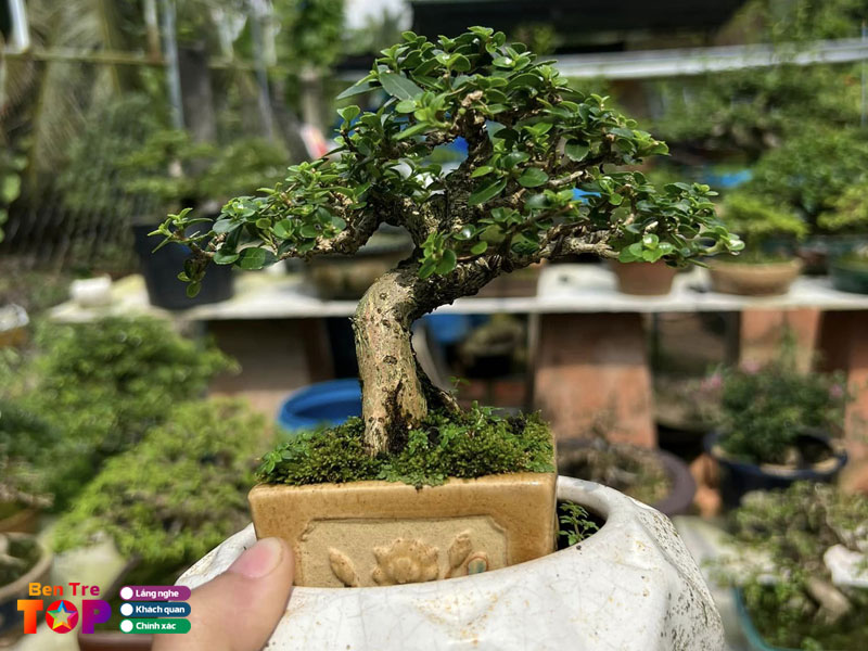 bonsai-hoa-pho-bentretoplist