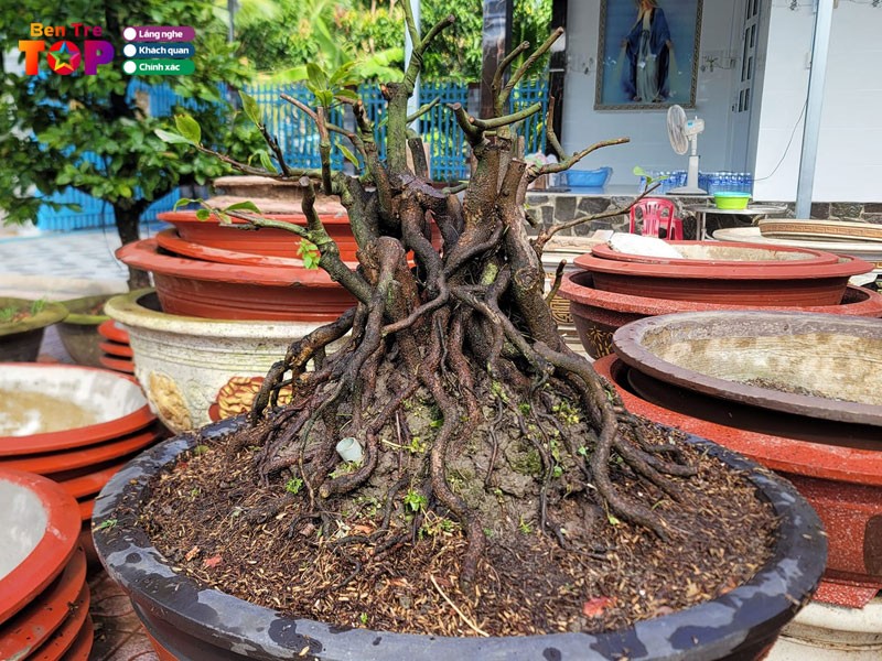 bonsai-huynh-long-bentretoplist