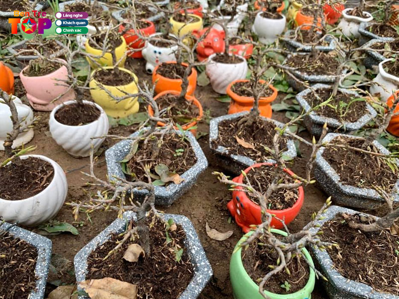 bonsai-mai-xuan-le-bentretoplist