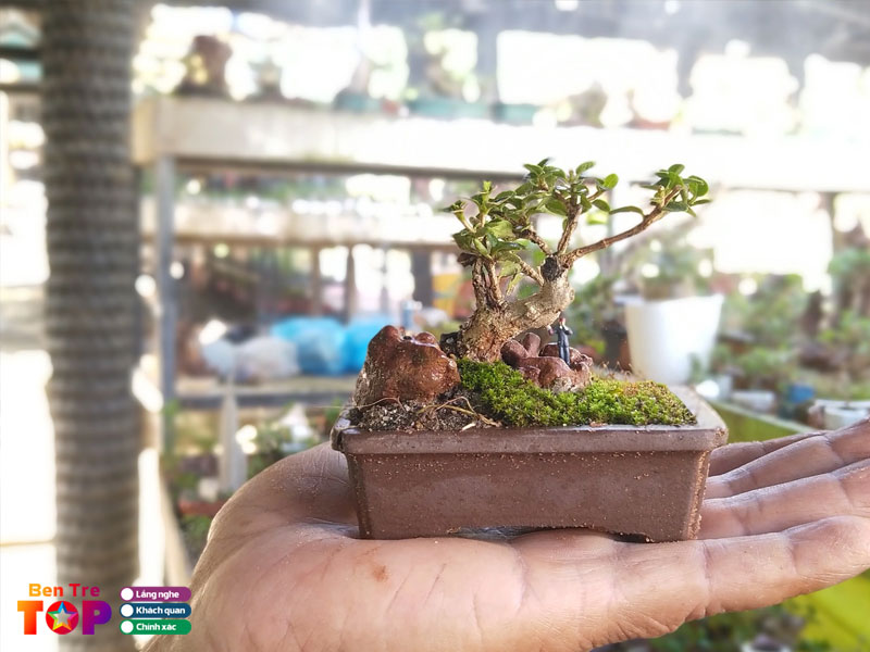 bonsai-sa-ri-bentretoplist