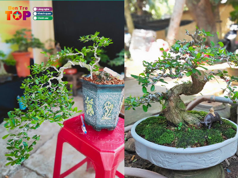 bonsai-thanh-long-bentretoplist