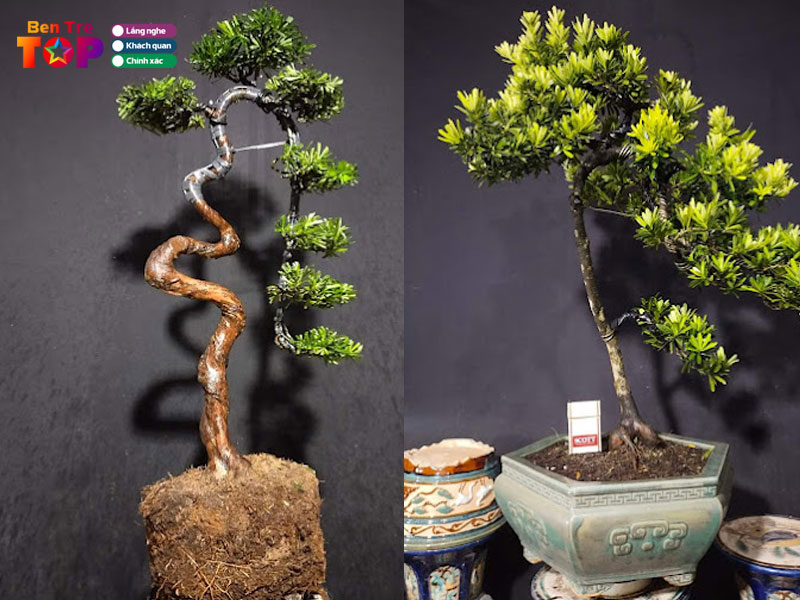 bonsai-thien-nguyen-bentretoplist