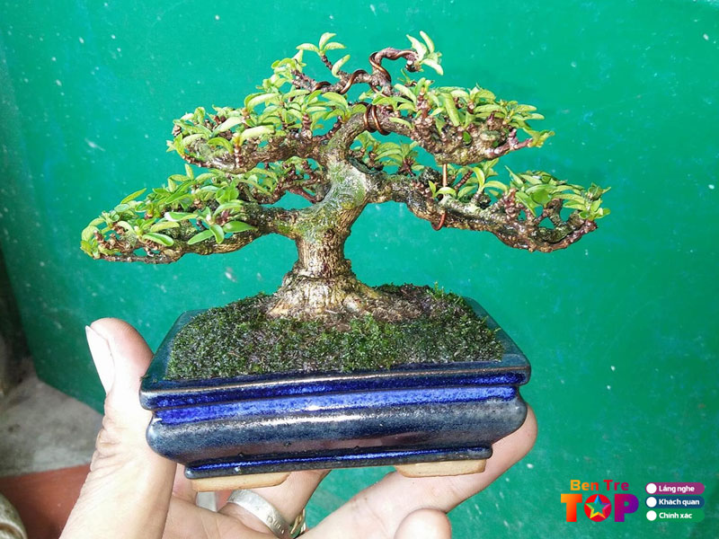 bonsai-ut-vu-bentretoplist