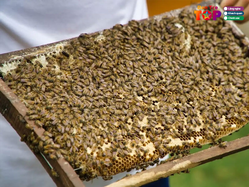 cac-hoat-dong-trai-nghiem-tai-con-phung-ben-tre-3-bentretoplist