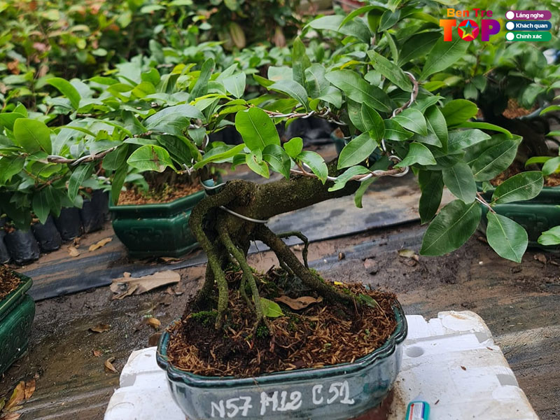 cay-giong-hoa-kieng-chich-choe-bentretoplist