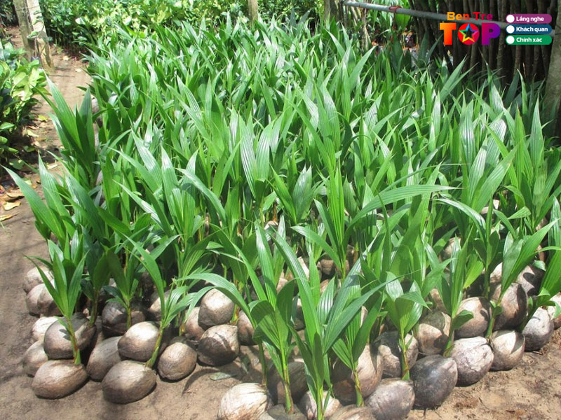 cay-giong-minh-hau-ben-tre-bentretoplist