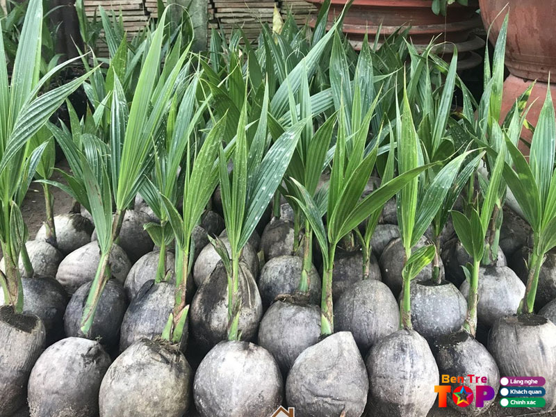 co-so-dua-giong-an-trong-bentretoplist