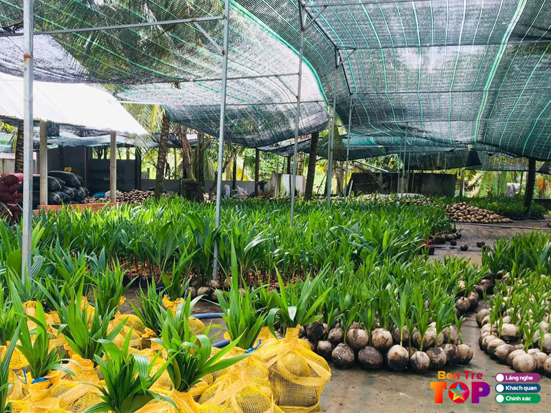 co-so-dua-giong-muoi-chuc-bentretoplist