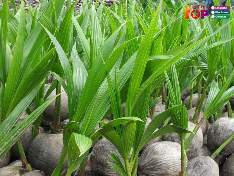 co-so-san-xuat-dua-giong-sau-phuc-bentretoplist