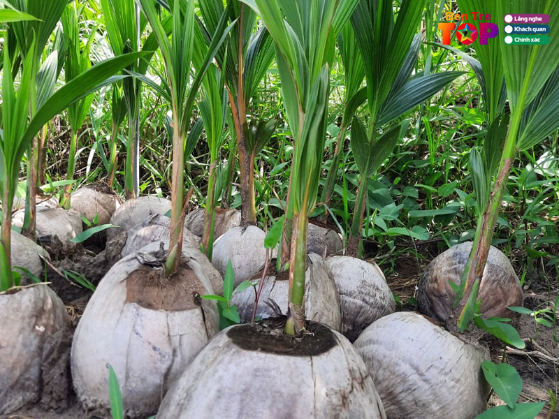 cong-ty-tnhh-dua-trai-bentretoplist