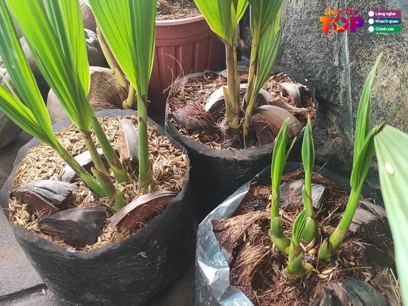 dua-giong-yen-trang-bentretoplist