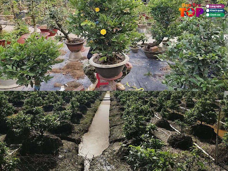 mai-vang-ngoi-bentretoplist