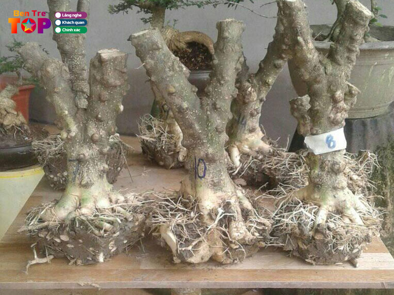 nha-meo-bonsai-bonsai-le-gia-bentretoplist