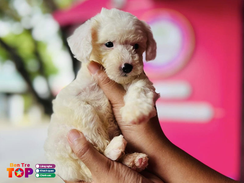 pet-shop-ben-tre-bentretoplist