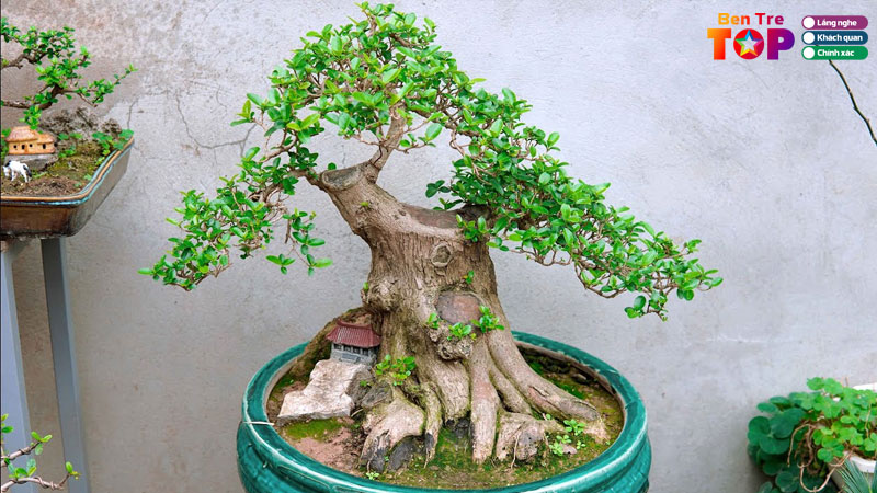 top-10-dia-chi-ban-cay-bonsai-ben-tre-kieu-dang-dep-doc-la-bentretoplist
