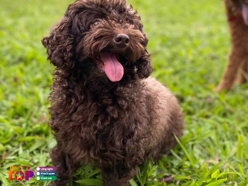 trai-cho-poodle-ben-tre-bentretoplist