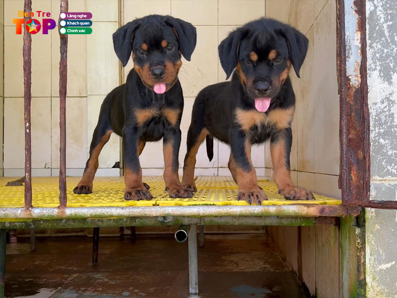 trai-cho-thien-phuc-bentretoplist