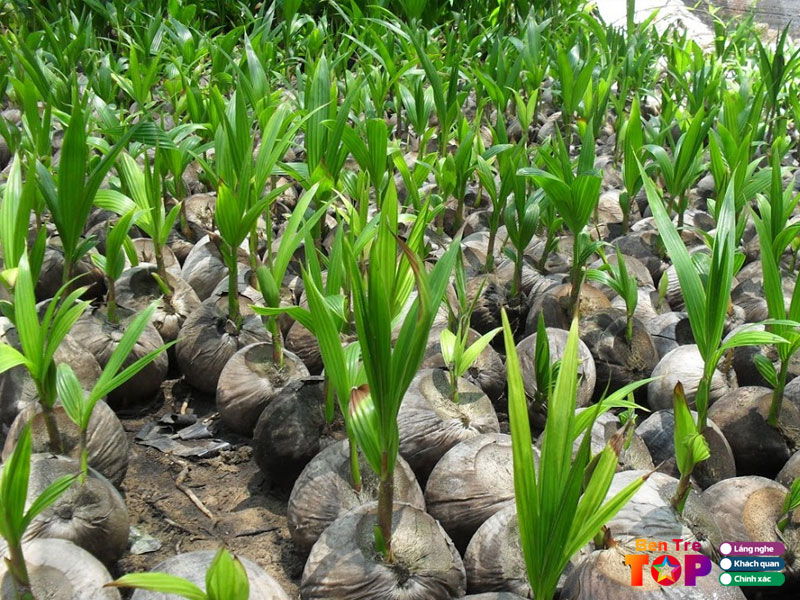 trung-tam-dua-giong-dong-go-bentretoplist