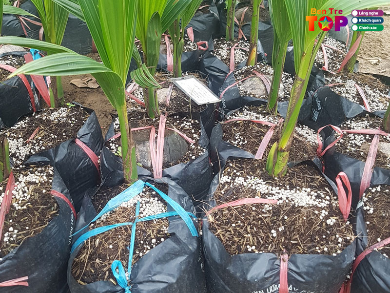 trung-tam-giong-cay-trong-ben-tre-dai-loi-phat-bentretoplist