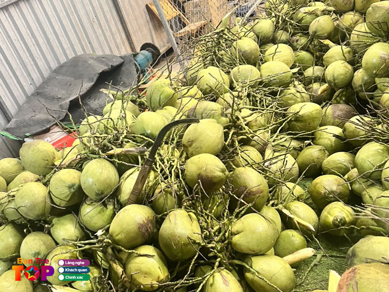 vua-dua-xiem-ben-tre-bentretoplist