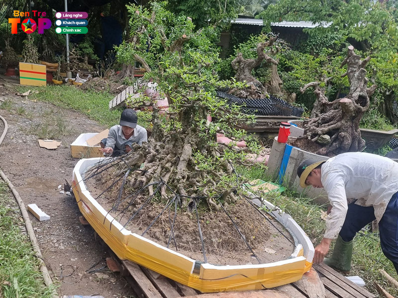 vuon-kieng-truong-giang-bentretoplist