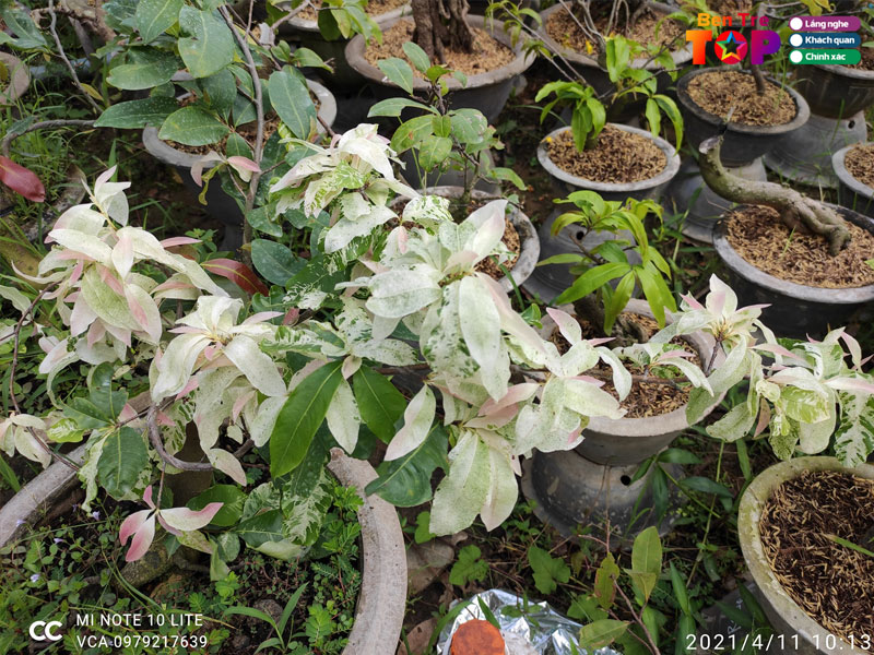 vuon-mai-tuyen-nguyen-bentretoplist