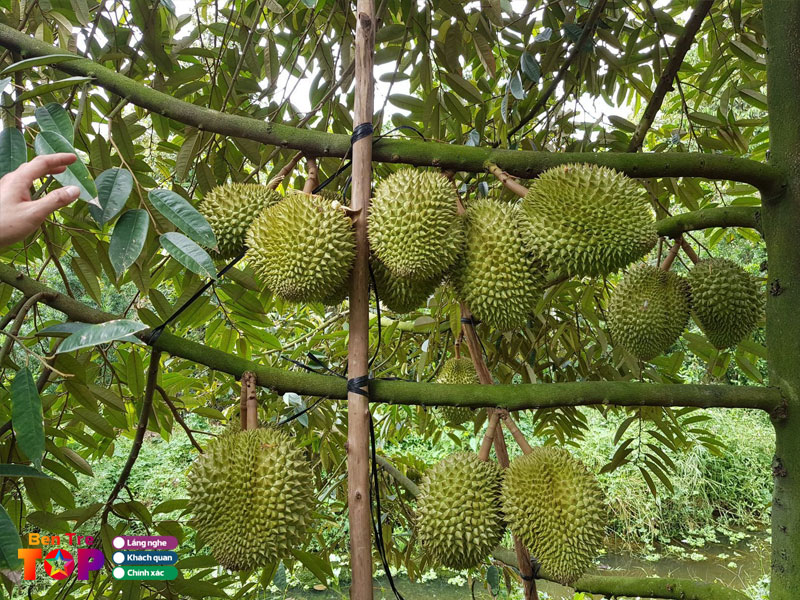 vuon-trai-cay-cai-mon-bentretoplist