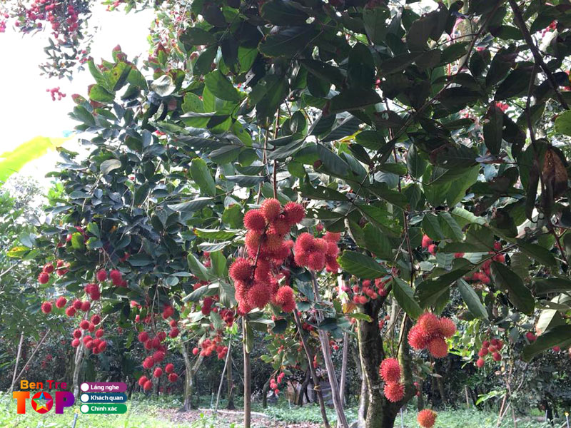 vuon-trai-cay-tam-loc-bentretoplist
