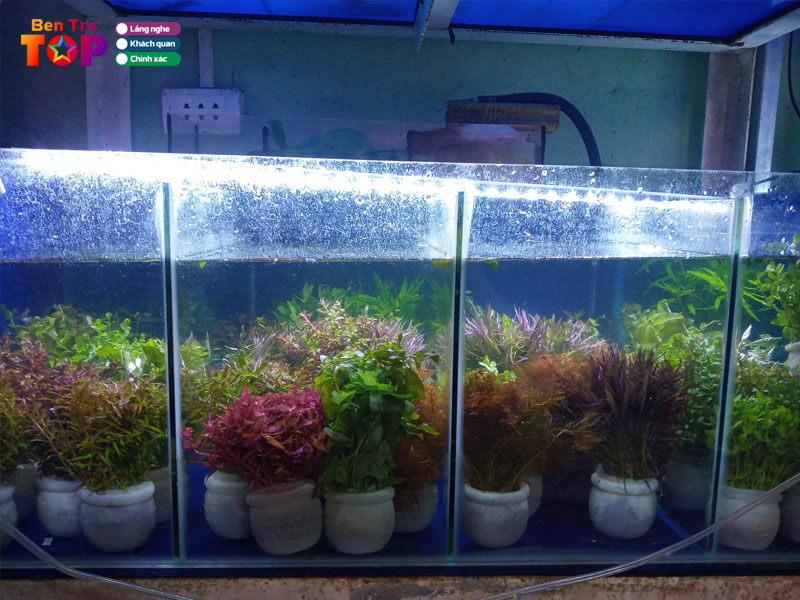 ca-canh-hue-hoan-bentretoplist