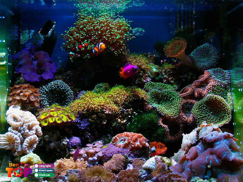 ca-canh-xuan-xu-bentretoplist