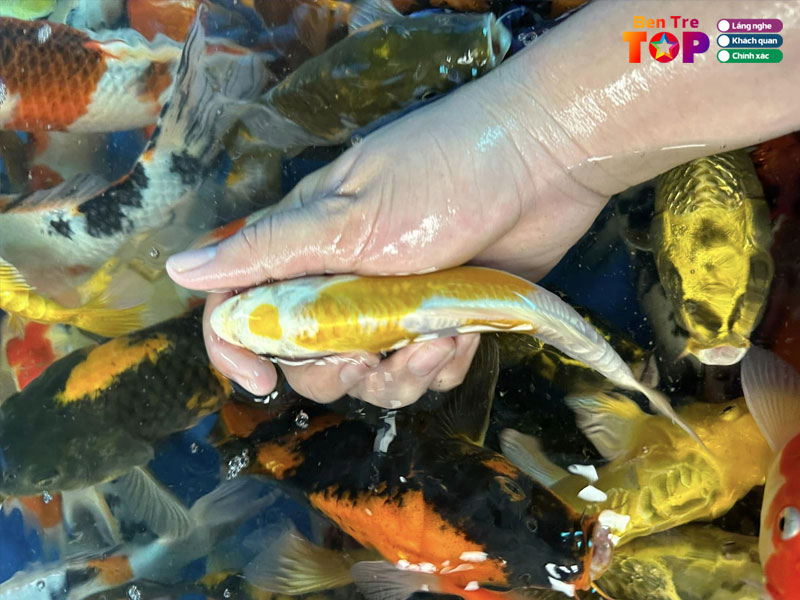 ca-giong-tu-moi-bentretoplist