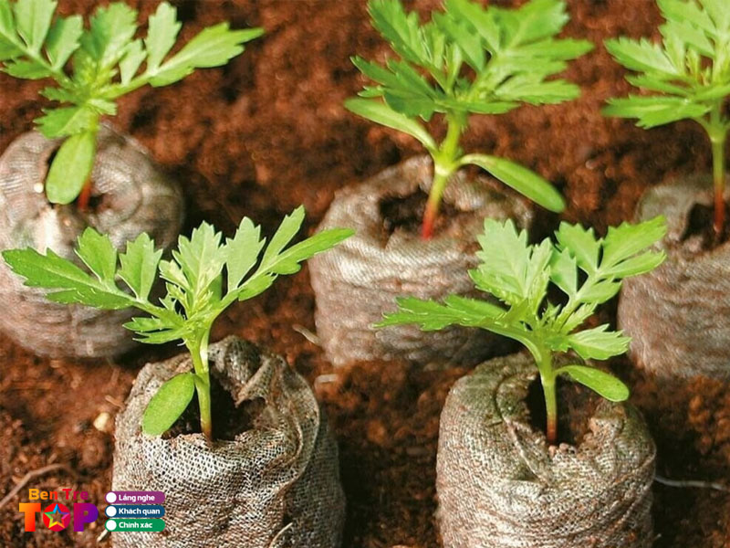 cong-ty-tnhh-mtv-san-xuat-che-bien-chi-xo-dua-25-8-bentretoplist