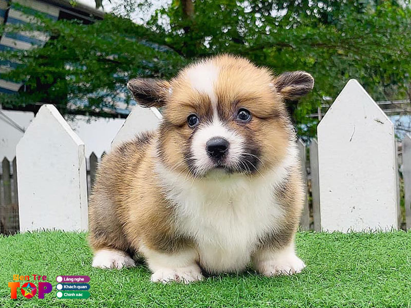 corgi-ben-tre-bentretoplist