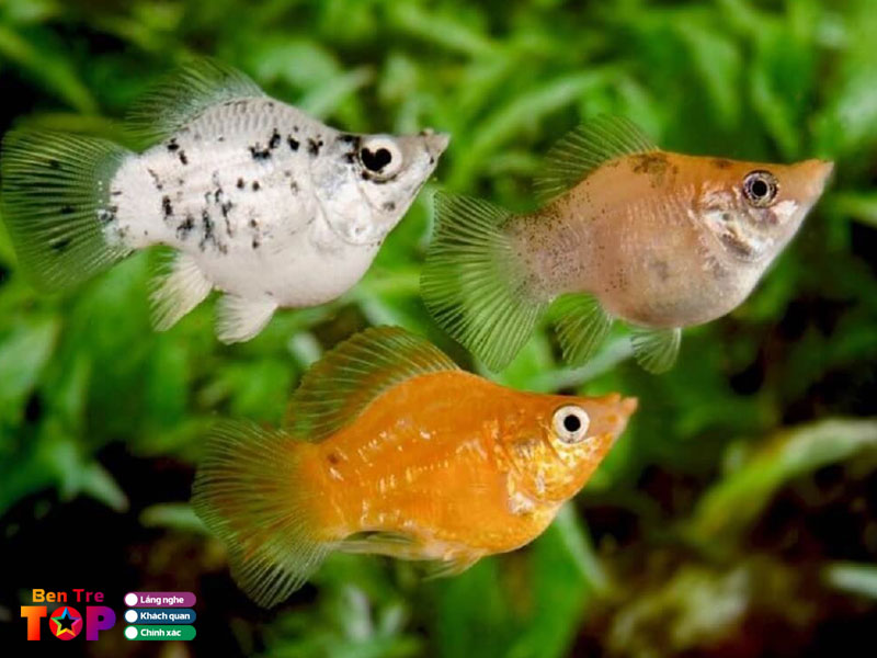 cua-hang-ca-canh-di-lam-bentretoplist