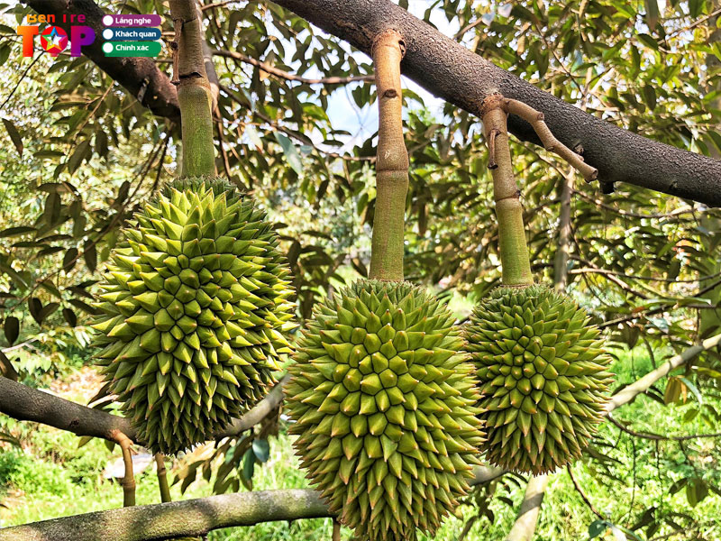 du-lich-sinh-thai-hoang-nam-bentretoplist