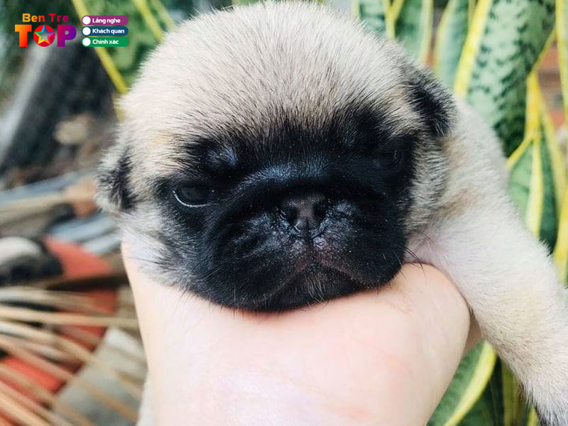 giang-puggy-bentretoplist