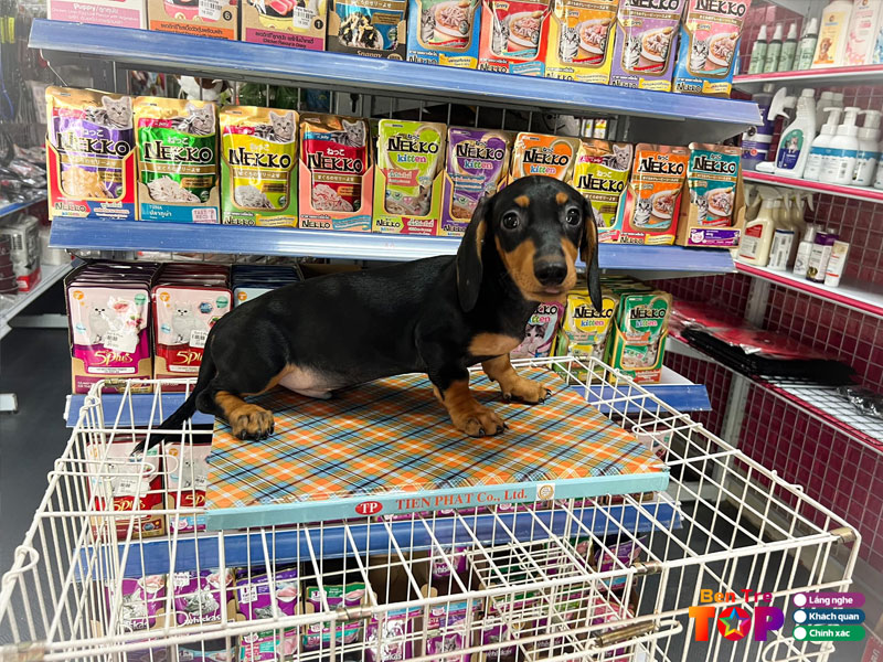 hello-gau-gau-bentretoplist